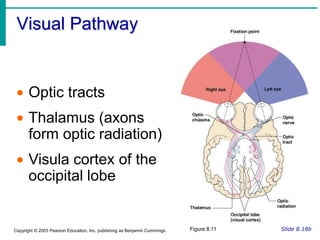 Lacrimal canals – drains lacrimal fluid from eyesFigure 8.1aSlide 8.4bCopyright © 2003 Pearson Education, Inc. publishing as Benjamin Cummings