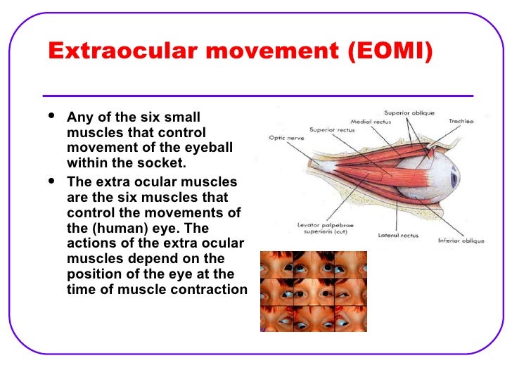 Special Senses The Eye And The Ear