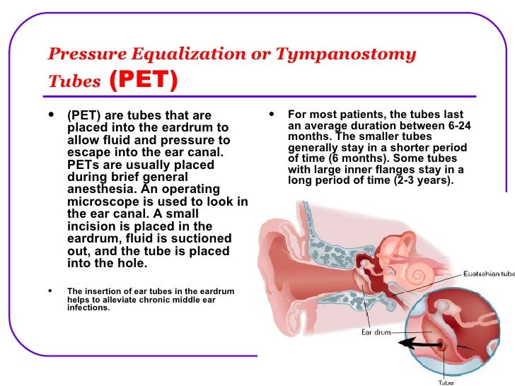 Special Senses The Eye And The Ear