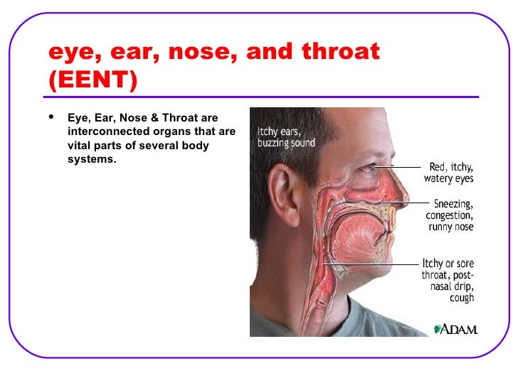 ear nose and throat systemname ear nose and throat systemname