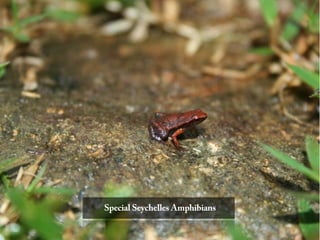 Special Seychelles Amphibians
 