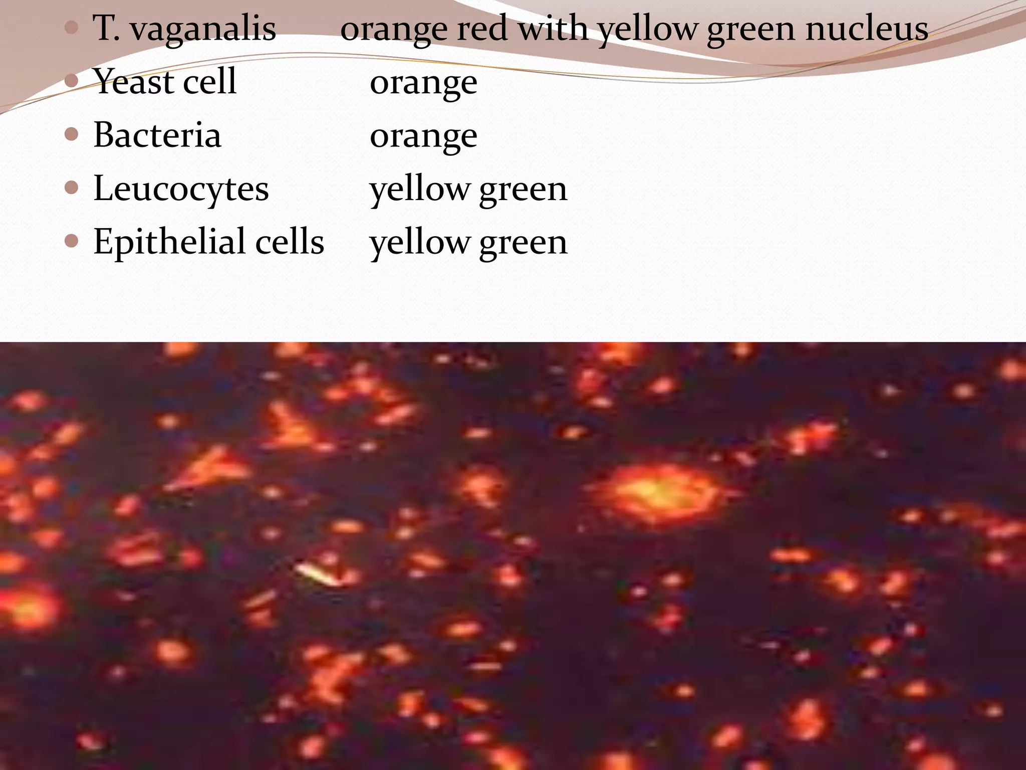  T. vaganalis orange red with yellow green nucleus
 Yeast cell orange
 Bacteria orange
 Leucocytes yellow green
 Epithelial cells yellow green
 