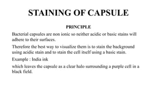 STAINING OF CAPSULE
PRINCIPLE
Bacterial capsules are non ionic so neither acidic or basic stains will
adhere to their surfaces.
Therefore the best way to visualize them is to stain the background
using acidic stain and to stain the cell itself using a basic stain.
Example : India ink
which leaves the capsule as a clear halo surrounding a purple cell in a
black field.
 