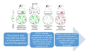 Place dried & heat
fixed slide over beaker
of boiling water with
bacterial film uppermost
Within seconds,
condensation of droplets
on underside of slide; pour
5% aqueous solution of
malachite green & leave
for 1 mins with water
continue to boil.
Wash in cold water & treat
it with 0.5% safranin or
0.05% basic fuchsin for 30
seconds.Wash & dry
Observe it under
microscope
 