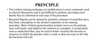 PRINCIPLE
• The Leifson staining technique (or modification) is most commonly used
in clinical laboratories and is not difficult to perform, providing exact
details that are followed in each step of the procedure.
• Bacterial flagella can be stained by alcoholic solutions of rosaniline dyes
that form a precipitate as the alcohol evaporates in the staining
procedure. Basic fuchsin (pararosaniline acetate) serves as the primary
stain with tannic acid added to the solution as a mordant. A counterstain,
such as methylene blue, may be used to better visualize the bacteria in
instances in which the primary stain is weak or does not react at all with
the bacterial cell wall.
 