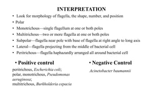 INTERPRETATION
• Look for morphology of flagella, the shape, number, and position
• Polar
• Monotrichous—single flagellum at one or both poles
• Multitrichous—two or more flagella at one or both poles
• Subpolar—flagella near pole with base of flagella at right angle to long axis
• Lateral—flagella projecting from the middle of bacterial cell
• Peritrichous—flagella haphazardly arranged all around bacterial cell
• Positive control
peritrichous, Escherichia coli;
polar, monotrichous, Pseudomonas
aeruginosa;
multitrichous, Burkholderia cepacia
• Negative Control
Acinetobacter baumannii
 