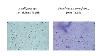 Alcaligenes spp.,
peritrichous flagella
Pseudomonas aeruginosa,
polar flagella
 