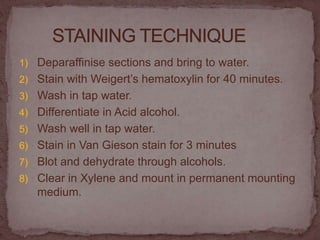 1) Deparaffinise sections and bring to water.
2) Stain with Weigert’s hematoxylin for 40 minutes.
3) Wash in tap water.
4) Differentiate in Acid alcohol.
5) Wash well in tap water.
6) Stain in Van Gieson stain for 3 minutes
7) Blot and dehydrate through alcohols.
8) Clear in Xylene and mount in permanent mounting
medium.
 
