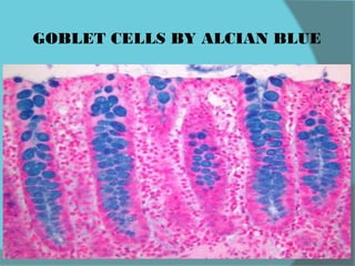 GOBLET CELLS BY ALCIAN BLUE
 