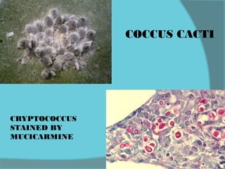 COCCUS CACTI
CRYPTOCOCCUS
STAINED BY
MUCICARMINE
 