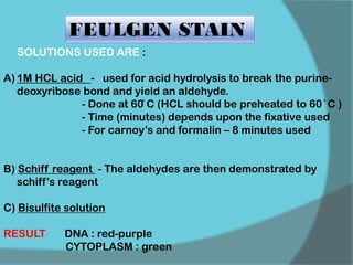 FEULGEN STAIN
SOLUTIONS USED ARE :
A) 1M HCL acid - used for acid hydrolysis to break the purine-
deoxyribose bond and yield an aldehyde.
- Done at 60̊ C (HCL should be preheated to 60 ̊ C )
- Time (minutes) depends upon the fixative used
- For carnoy’s and formalin – 8 minutes used
B) Schiff reagent - The aldehydes are then demonstrated by
schiff’s reagent
C) Bisulfite solution
RESULT DNA : red-purple
CYTOPLASM : green
 
