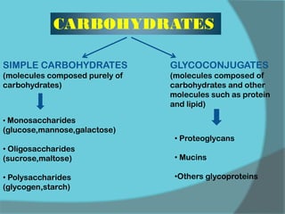 CARBOHYDRATES
SIMPLE CARBOHYDRATES
(molecules composed purely of
carbohydrates)
• Monosaccharides
(glucose,mannose,galactose)
• Oligosaccharides
(sucrose,maltose)
• Polysaccharides
(glycogen,starch)
GLYCOCONJUGATES
(molecules composed of
carbohydrates and other
molecules such as protein
and lipid)
• Proteoglycans
• Mucins
•Others glycoproteins
 