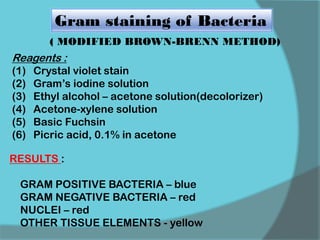 Gram staining of Bacteria
( MODIFIED BROWN-BRENN METHOD)
Reagents :
(1) Crystal violet stain
(2) Gram’s iodine solution
(3) Ethyl alcohol – acetone solution(decolorizer)
(4) Acetone-xylene solution
(5) Basic Fuchsin
(6) Picric acid, 0.1% in acetone
RESULTS :
GRAM POSITIVE BACTERIA – blue
GRAM NEGATIVE BACTERIA – red
NUCLEI – red
OTHER TISSUE ELEMENTS - yellow
 