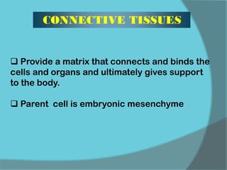 CONNECTIVE TISSUES
 Provide a matrix that connects and binds the
cells and organs and ultimately gives support
to the body.
 Parent cell is embryonic mesenchyme
 
