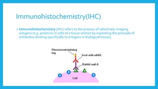 Immunohistochemistry(IHC)
• Immunohistochemistry (IHC) refers to the process of selectively imaging
antigens (e.g. proteins) in cells of a tissue section by exploiting the principle of
antibodies binding specifically to antigens in biological tissues.
 