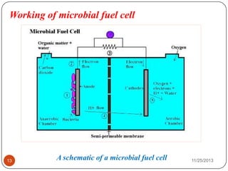 Working of microbial fuel cell
A schematic of a microbial fuel cell13 11/25/2013
 