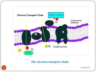 The electron transport chain
14 11/25/2013
 