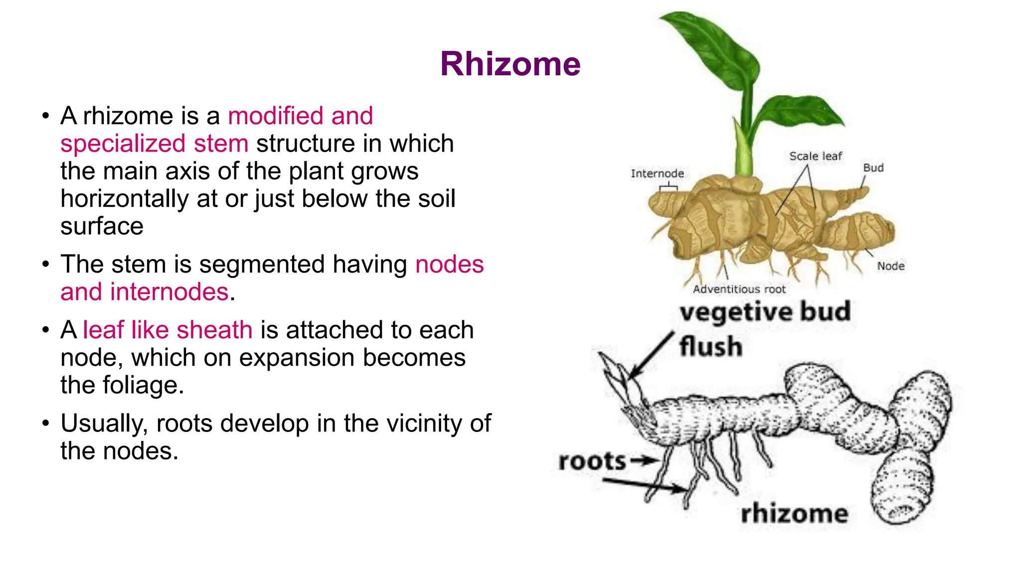Rhizome
• A rhizome is a modified and
specialized stem structure in which
the main axis of the plant grows
horizontally at or just below the soil
surface
• The stem is segmented having nodes
and internodes.
• A leaf like sheath is attached to each
node, which on expansion becomes
the foliage.
• Usually, roots develop in the vicinity of
the nodes.
 