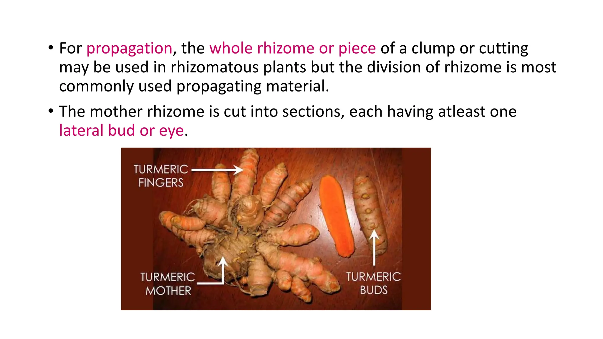 • For propagation, the whole rhizome or piece of a clump or cutting
may be used in rhizomatous plants but the division of rhizome is most
commonly used propagating material.
• The mother rhizome is cut into sections, each having atleast one
lateral bud or eye.
 