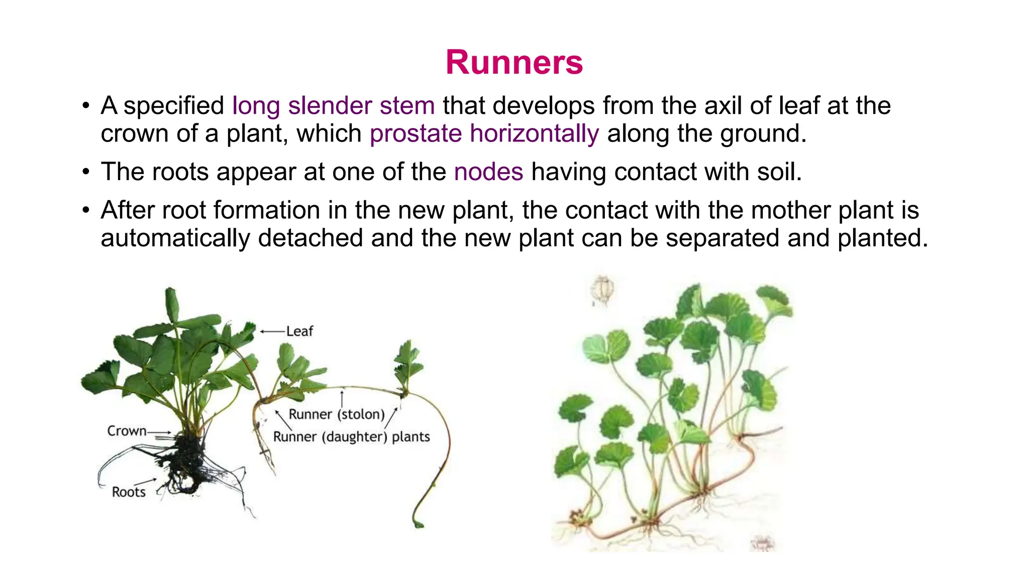 Runners
• A specified long slender stem that develops from the axil of leaf at the
crown of a plant, which prostate horizontally along the ground.
• The roots appear at one of the nodes having contact with soil.
• After root formation in the new plant, the contact with the mother plant is
automatically detached and the new plant can be separated and planted.
 