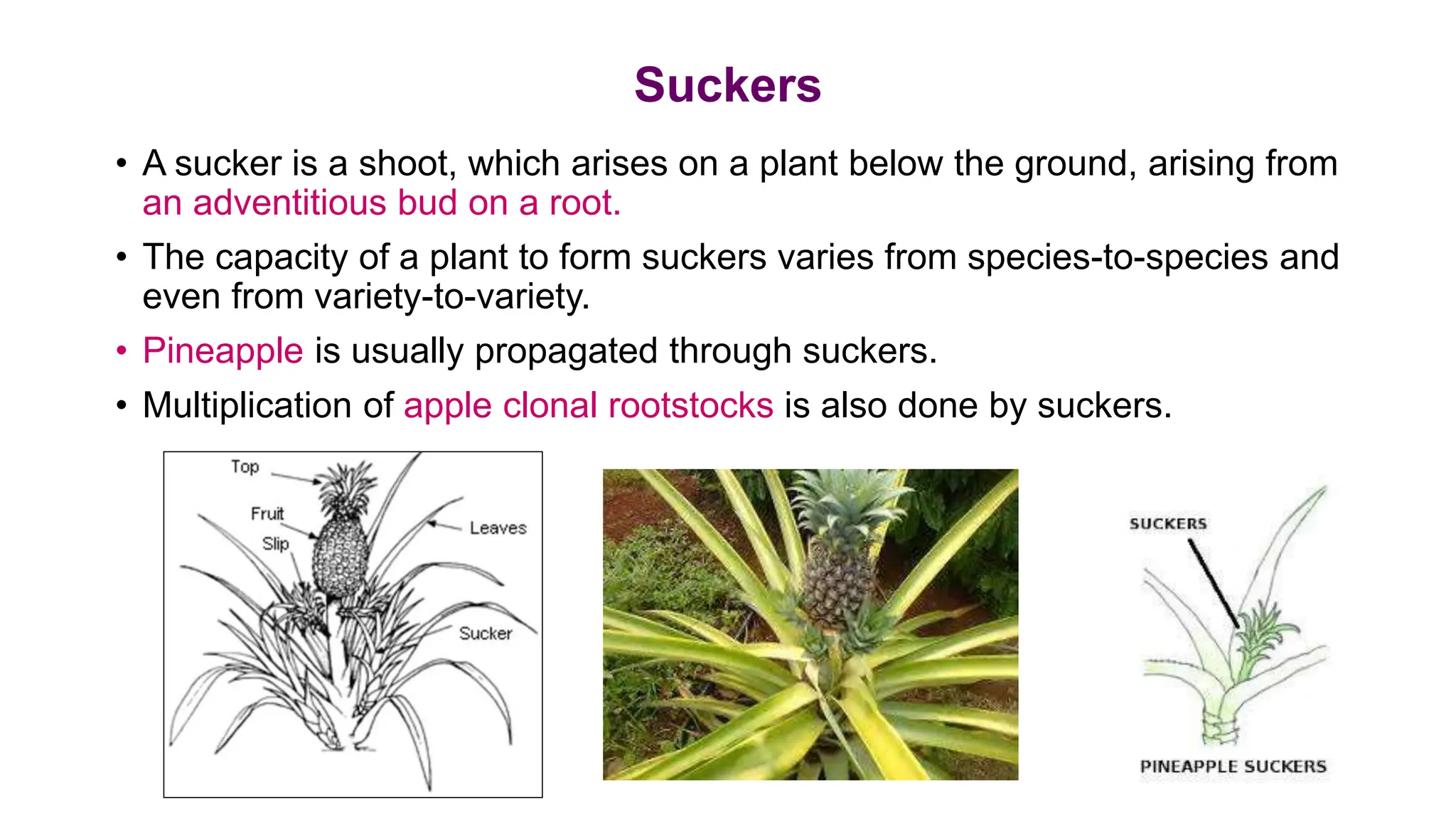 Suckers
• A sucker is a shoot, which arises on a plant below the ground, arising from
an adventitious bud on a root.
• The capacity of a plant to form suckers varies from species-to-species and
even from variety-to-variety.
• Pineapple is usually propagated through suckers.
• Multiplication of apple clonal rootstocks is also done by suckers.
 