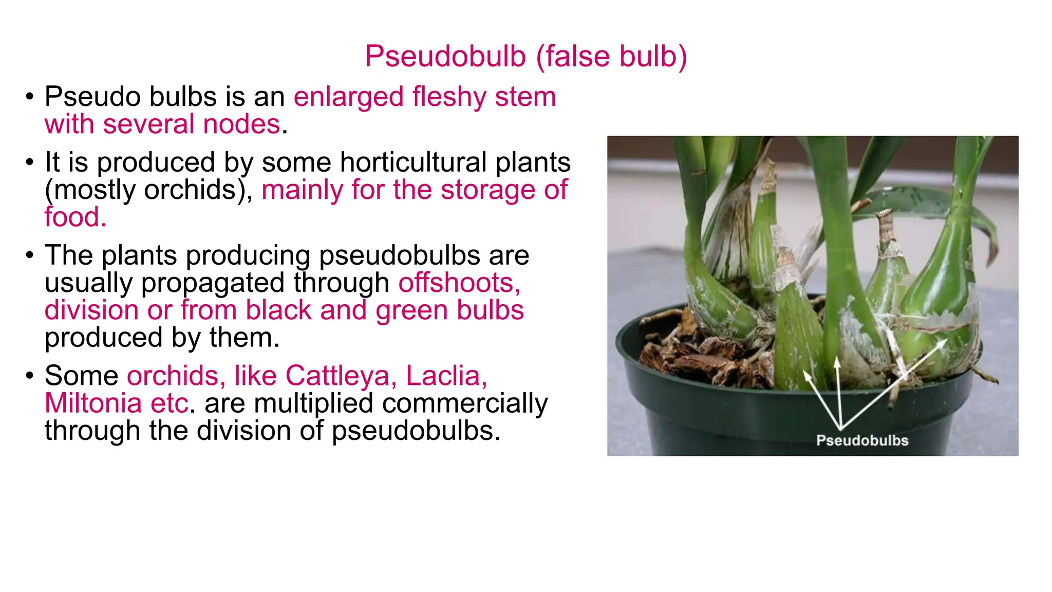 Pseudobulb (false bulb)
• Pseudo bulbs is an enlarged fleshy stem
with several nodes.
• It is produced by some horticultural plants
(mostly orchids), mainly for the storage of
food.
• The plants producing pseudobulbs are
usually propagated through offshoots,
division or from black and green bulbs
produced by them.
• Some orchids, like Cattleya, Laclia,
Miltonia etc. are multiplied commercially
through the division of pseudobulbs.
 