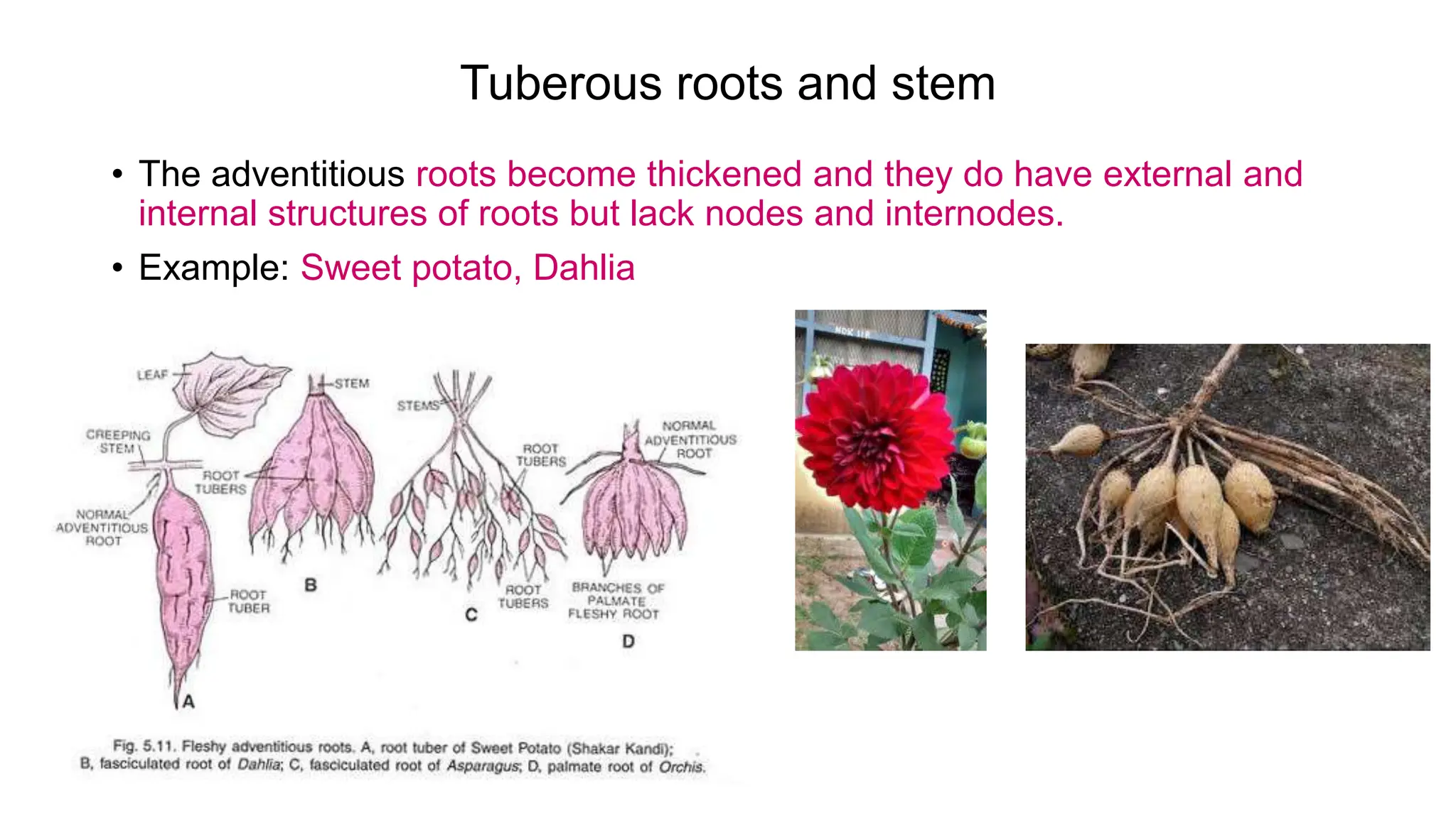 Tuberous roots and stem
• The adventitious roots become thickened and they do have external and
internal structures of roots but lack nodes and internodes.
• Example: Sweet potato, Dahlia
 