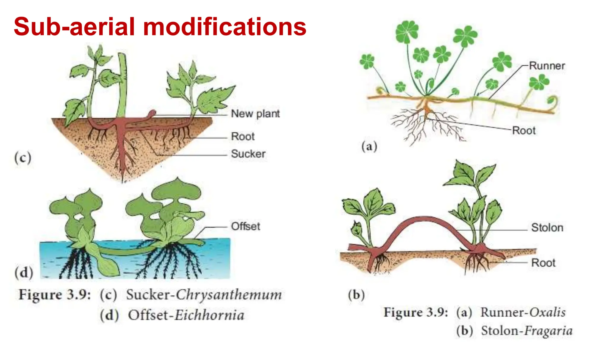 Sub-aerial modifications
 