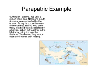 Parapatric Example Shrimp in Panama.  Up until 3 million years ago, North and South America were separated by the ocean.  As dry land rose between the continents, shrimp who once freely interbred were separated by a barrier.  When put together in the lab (or by going through the Panama Canal) now, they attack each other rather than mating. 