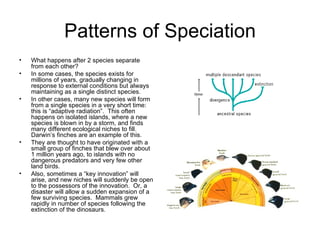 Patterns of Speciation What happens after 2 species separate from each other? In some cases, the species exists for millions of years, gradually changing in response to external conditions but always maintaining as a single distinct species. In other cases, many new species will form from a single species in a very short time: this is “adaptive radiation”.  This often happens on isolated islands, where a new species is blown in by a storm, and finds many different ecological niches to fill. Darwin’s finches are an example of this.  They are thought to have originated with a small group of finches that blew over about 1 million years ago, to islands with no dangerous predators and very few other land birds. Also, sometimes a “key innovation” will arise, and new niches will suddenly be open to the possessors of the innovation.  Or, a disaster will allow a sudden expansion of a few surviving species.  Mammals grew rapidly in number of species following the extinction of the dinosaurs. 