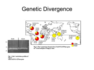 Genetic Divergence 