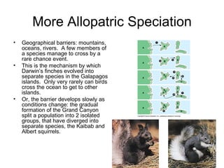 More Allopatric Speciation Geographical barriers: mountains, oceans, rivers.  A few members of a species manage to cross by a rare chance event. This is the mechanism by which  Darwin’s finches evolved into separate species in the Galapagos islands.  Only very rarely can birds cross the ocean to get to other islands. Or, the barrier develops slowly as conditions change: the gradual formation of the Grand Canyon split a population into 2 isolated groups, that have diverged into separate species, the Kaibab and Albert squirrels. 