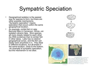Sympatric Speciation Geographical isolation is the easiest way for species to form, but there are other possible mechanisms.  “Sympatric speciation” means speciation that occurs within the same geographical location. An example: cichlid fish in Lake Barmobi Mbo in Cameroon, Africa—an isolated volcanic lake.  Nine species, all more closely related to each other (by DNA evidence) than to similar fish in other lakes.  Lake has no distinct geographical zones, and the fish can easily swim anywhere in it.  They feed in different locations, but all breed in the same location, close to the bottom.  An example of sympatric speciation, but the mechanism is not clear. 