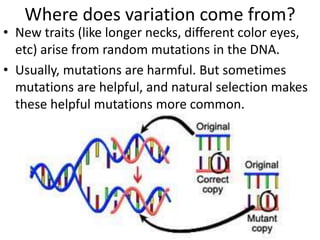 Where does variation come from?
• New traits (like longer necks, different color eyes,
etc) arise from random mutations in the DNA.
• Usually, mutations are harmful. But sometimes
mutations are helpful, and natural selection makes
these helpful mutations more common.
 