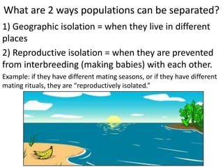 What are 2 ways populations can be separated?
1) Geographic isolation = when they live in different
places
2) Reproductive isolation = when they are prevented
from interbreeding (making babies) with each other.
Example: if they have different mating seasons, or if they have different
mating rituals, they are “reproductively isolated.”
 