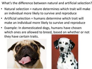 What’s the difference between natural and artificial selection?
• Natural selection = nature determines which trait will make
an individual more likely to survive and reproduce
• Artificial selection = humans determine which trait will
make an individual more likely to survive and reproduce
• Example: In domesticated dogs, humans have chosen
which ones are allowed to breed, based on whether or not
they have certain traits.
 