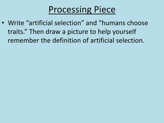 Processing Piece
• Write “artificial selection” and “humans choose
traits.” Then draw a picture to help yourself
remember the definition of artificial selection.
 