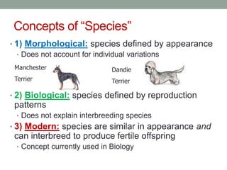 Concepts of “Species”
• 1) Morphological: species defined by appearance
• Does not account for individual variations
• 2) Biological: species defined by reproduction
patterns
• Does not explain interbreeding species
• 3) Modern: species are similar in appearance and
can interbreed to produce fertile offspring
• Concept currently used in Biology
Manchester
Terrier
Dandie
Terrier
 