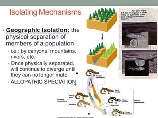 Isolating Mechanisms
• Geographic Isolation: the
physical separation of
members of a population
• i.e.: by canyons, mountains,
rivers, etc.
• Once physically separated,
will continue to diverge until
they can no longer mate
• ALLOPATRIC SPECIATION
 