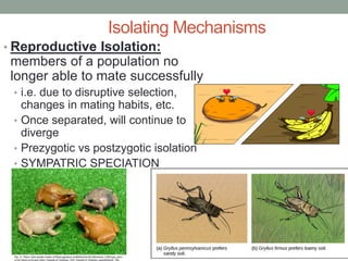 Isolating Mechanisms
• Reproductive Isolation:
members of a population no
longer able to mate successfully
• i.e. due to disruptive selection,
changes in mating habits, etc.
• Once separated, will continue to
diverge
• Prezygotic vs postzygotic isolation
• SYMPATRIC SPECIATION
 
