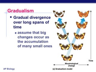 AP Biology
Gradualism
 Gradual divergence
over long spans of
time
 assume that big
changes occur as
the accumulation
of many small ones
 