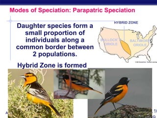 AP Biology
Modes of Speciation: Parapatric Speciation
Daughter species form a
small proportion of
individuals along a
common border between
2 populations.
Hybrid Zone is formed
BULLOCK’S
ORIOLE
BALTIMORE
ORIOLE
HYBRID ZONE
Figure 18.10
 
