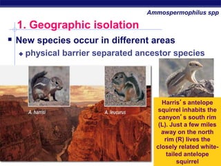 AP Biology
1. Geographic isolation
 New species occur in different areas
 physical barrier separated ancestor species
Harris’s antelope
squirrel inhabits the
canyon’s south rim
(L). Just a few miles
away on the north
rim (R) lives the
closely related white-
tailed antelope
squirrel
Ammospermophilus spp
 