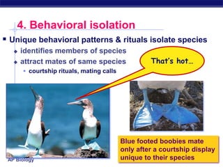 AP Biology
4. Behavioral isolation
 Unique behavioral patterns & rituals isolate species
 identifies members of species
 attract mates of same species
 courtship rituals, mating calls
Blue footed boobies mate
only after a courtship display
unique to their species
That’s hot…
 