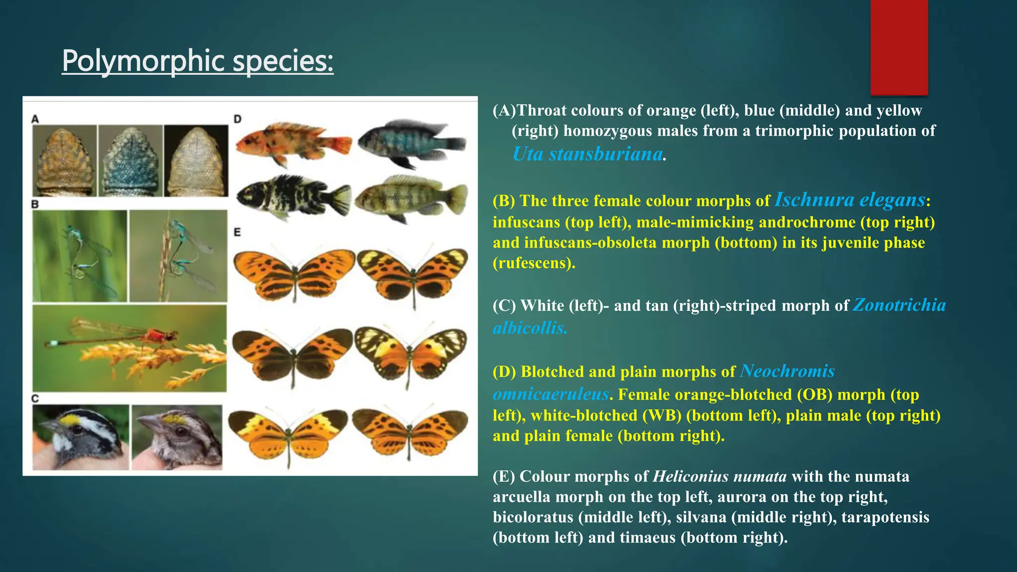 Polymorphic species:
(A)Throat colours of orange (left), blue (middle) and yellow
(right) homozygous males from a trimorphic population of
Uta stansburiana.
(B) The three female colour morphs of Ischnura elegans:
infuscans (top left), male-mimicking androchrome (top right)
and infuscans-obsoleta morph (bottom) in its juvenile phase
(rufescens).
(C) White (left)- and tan (right)-striped morph of Zonotrichia
albicollis.
(D) Blotched and plain morphs of Neochromis
omnicaeruleus. Female orange-blotched (OB) morph (top
left), white-blotched (WB) (bottom left), plain male (top right)
and plain female (bottom right).
(E) Colour morphs of Heliconius numata with the numata
arcuella morph on the top left, aurora on the top right,
bicoloratus (middle left), silvana (middle right), tarapotensis
(bottom left) and timaeus (bottom right).
 