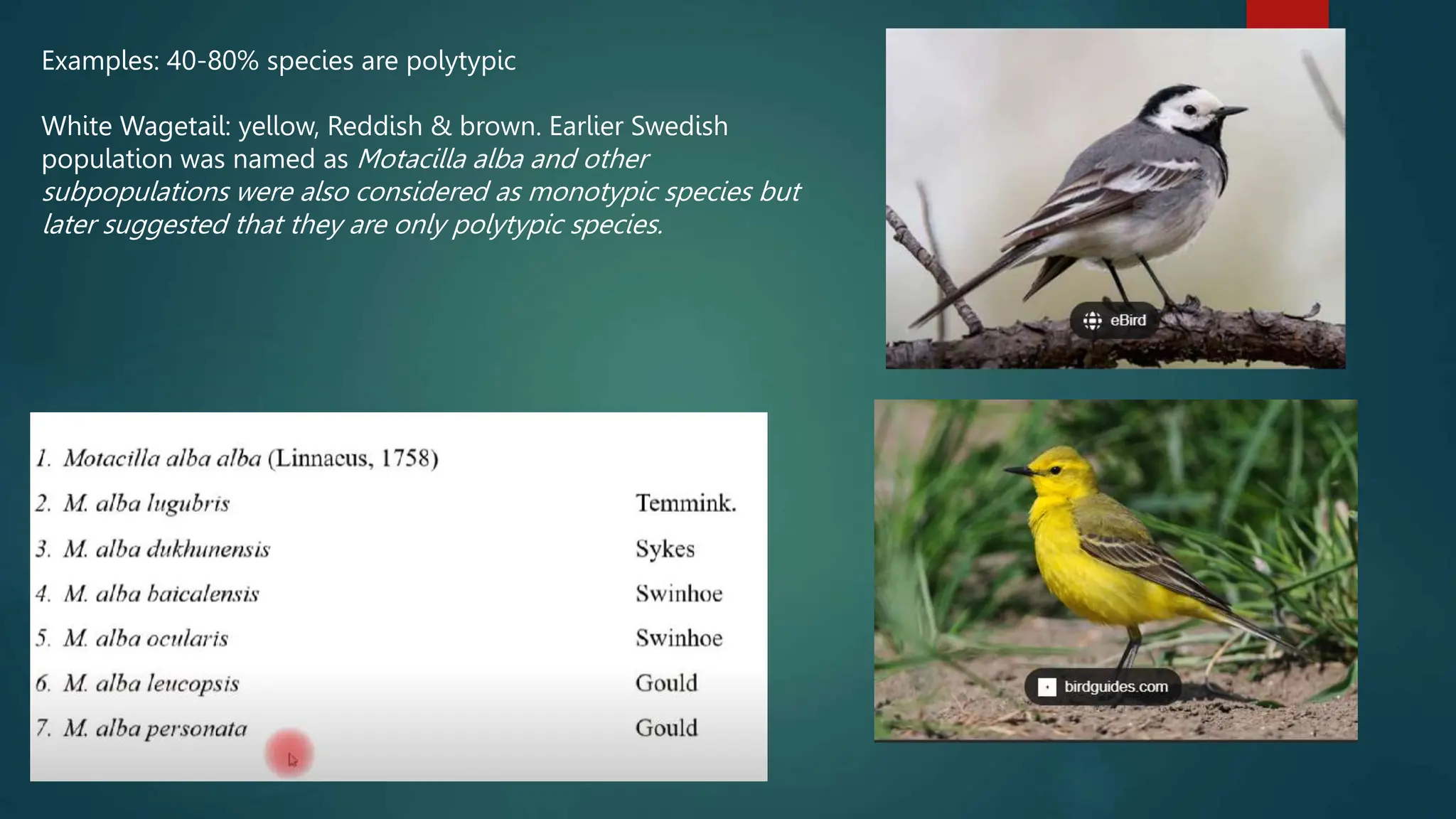 Examples: 40-80% species are polytypic
White Wagetail: yellow, Reddish & brown. Earlier Swedish
population was named as Motacilla alba and other
subpopulations were also considered as monotypic species but
later suggested that they are only polytypic species.
 
