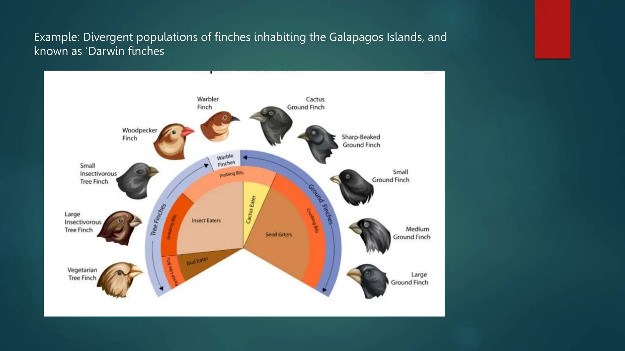 Example: Divergent populations of finches inhabiting the Galapagos Islands, and
known as ‘Darwin finches
 