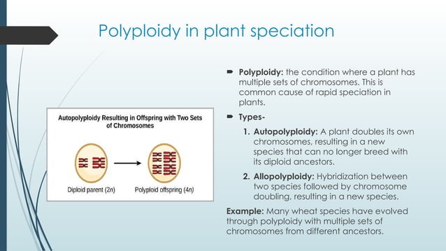 SPECIATION in plants based on phylogeny.pptx