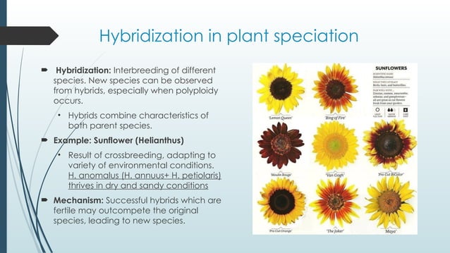 SPECIATION in plants based on phylogeny.pptx