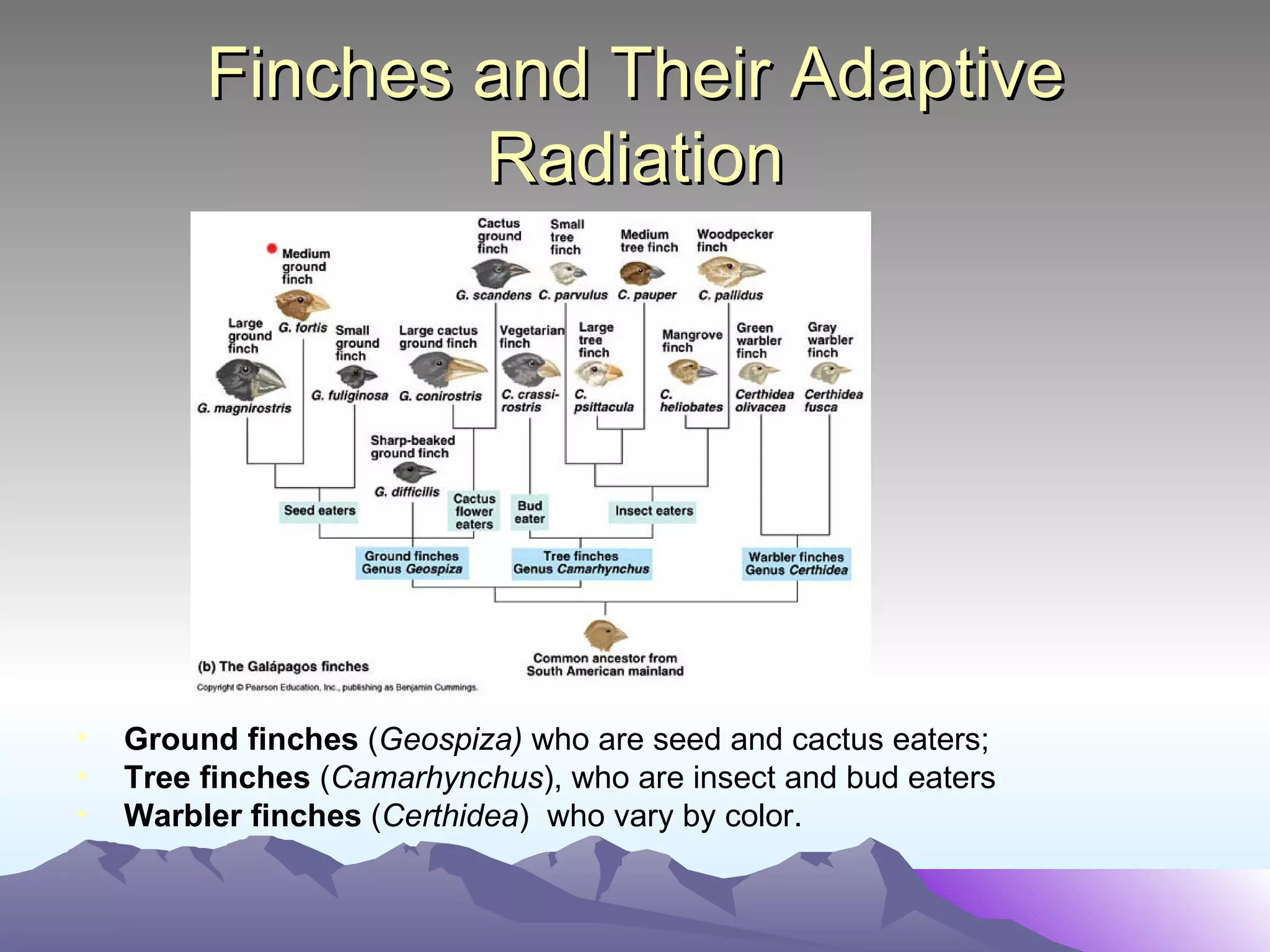 Finches and Their Adaptive Radiation Ground finches  ( Geospiza)  who are seed and cactus eaters; Tree finches  ( Camarhynchus ), who are insect and bud eaters  Warbler finches  ( Certhidea )  who vary by color. 